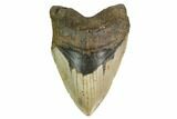 Heavy, Fossil Megalodon Tooth - North Carolina #172609-1